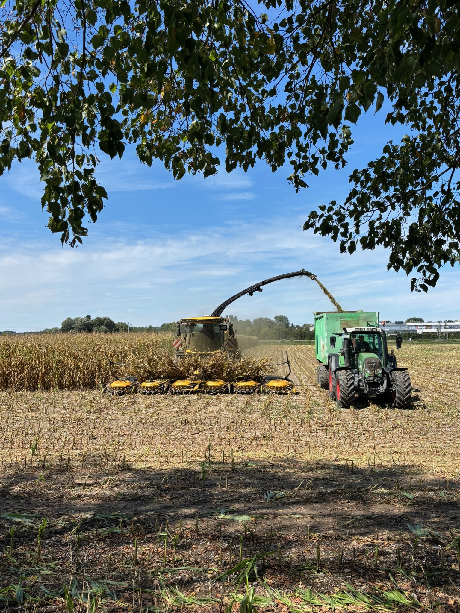 Maisernte mit Feldhäcksler und Traktor mit Anhänger